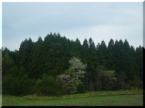 c0024861_1018658.jpg