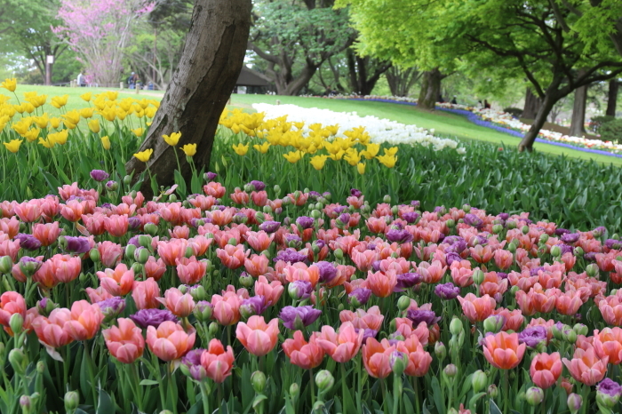 昭和記念公園 フラワーフェスティバル18 ９ チューリップ色々 ｇｗ終わって Let S Enjoy Everyday