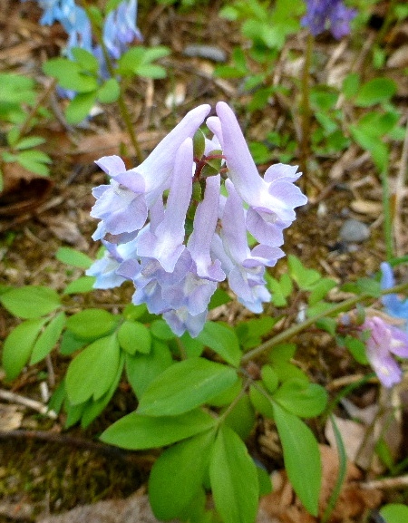 4月 春の使者 エゾエンゴサク 野に咲く北国の花 4月 春の使者 エゾエンゴサク 野に咲く北国の花