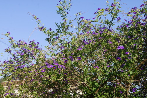 e0181373_20551749.jpg