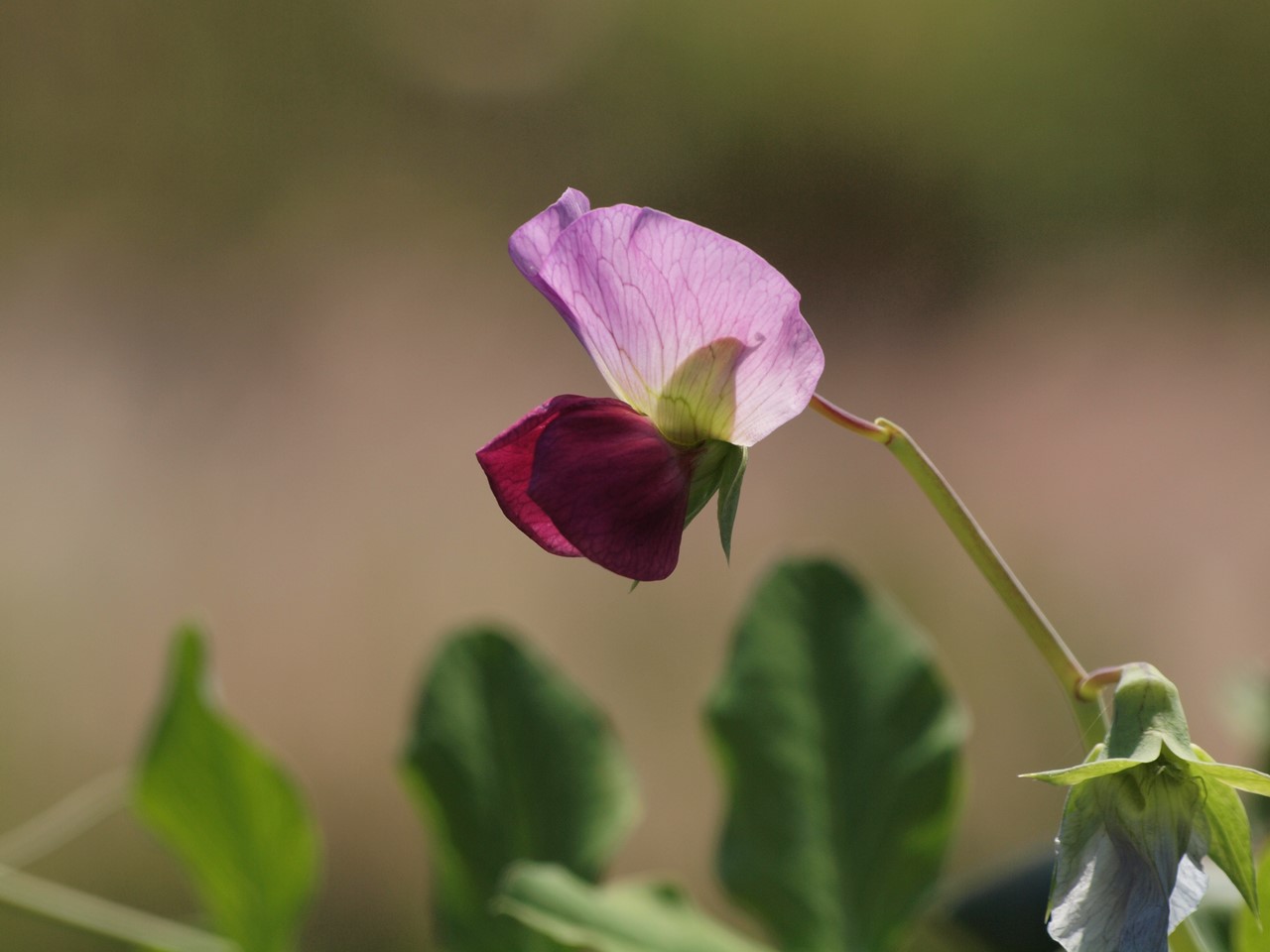 『豌豆(エンドウ)や西洋浅葱(セイヨウアサツキ)や油桐(アブラギリ)等の花達･････』_d0054276_2012253.jpg