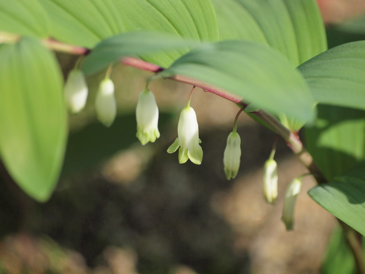 『豌豆(エンドウ)や西洋浅葱(セイヨウアサツキ)や油桐(アブラギリ)等の花達･････』_d0054276_2012428.jpg