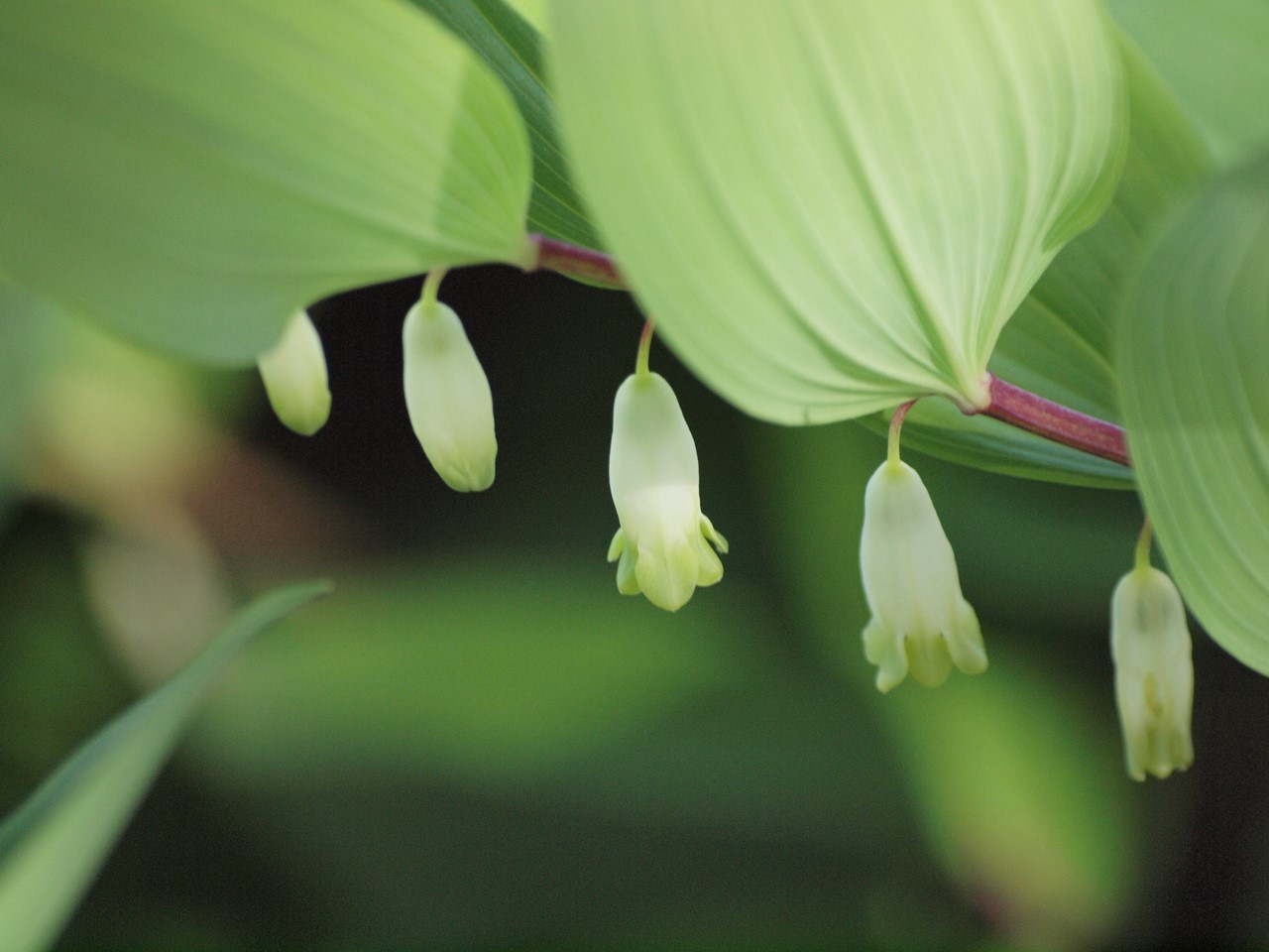 『豌豆(エンドウ)や西洋浅葱(セイヨウアサツキ)や油桐(アブラギリ)等の花達･････』_d0054276_2017262.jpg