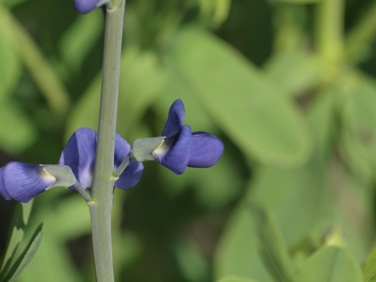 『豌豆(エンドウ)や西洋浅葱(セイヨウアサツキ)や油桐(アブラギリ)等の花達･････』_d0054276_20181334.jpg