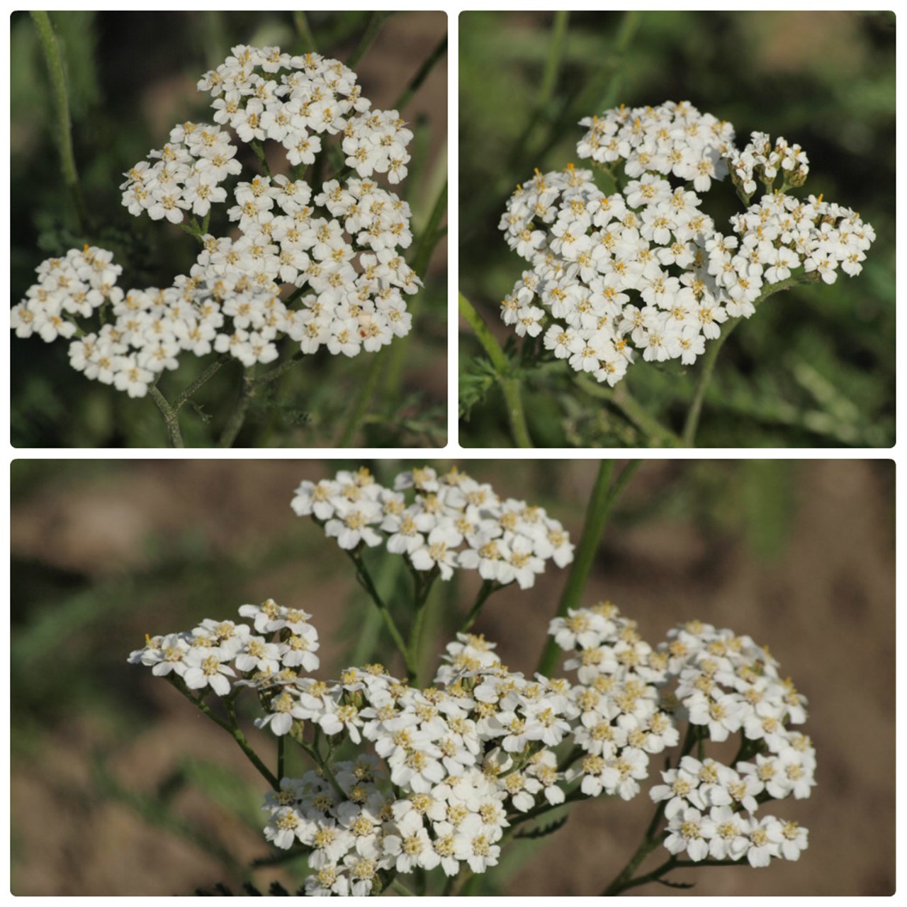 『豌豆(エンドウ)や西洋浅葱(セイヨウアサツキ)や油桐(アブラギリ)等の花達･････』_d0054276_2018345.jpg