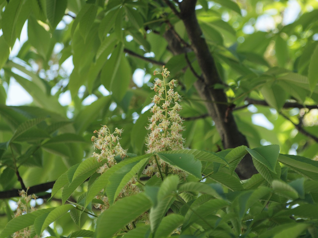 『豌豆(エンドウ)や西洋浅葱(セイヨウアサツキ)や油桐(アブラギリ)等の花達･････』_d0054276_20193668.jpg