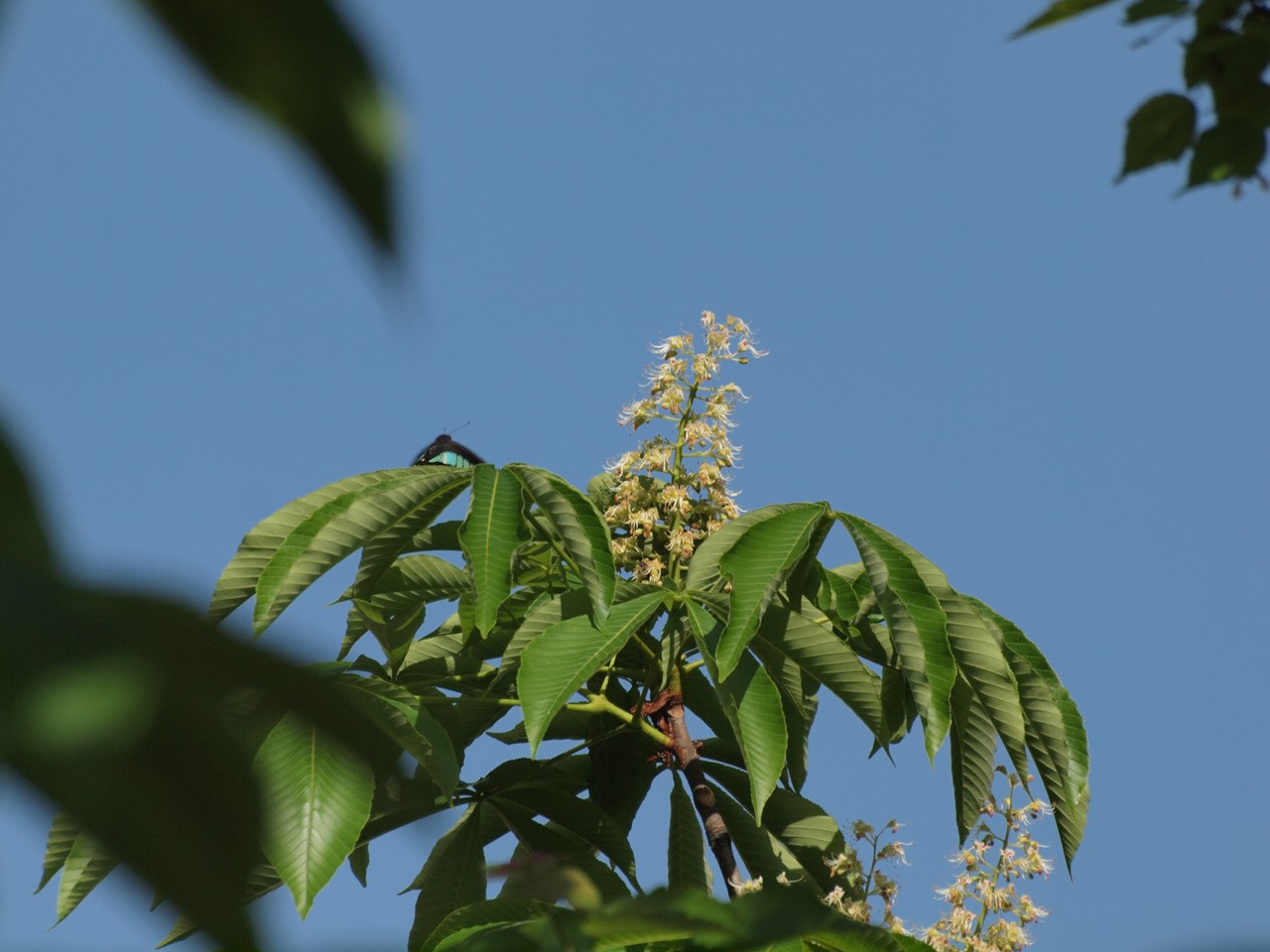 『豌豆(エンドウ)や西洋浅葱(セイヨウアサツキ)や油桐(アブラギリ)等の花達･････』_d0054276_20194539.jpg