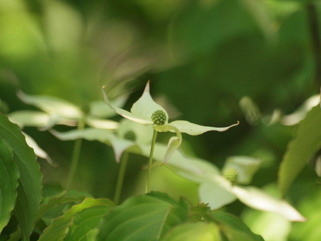 『豌豆(エンドウ)や西洋浅葱(セイヨウアサツキ)や油桐(アブラギリ)等の花達･････』_d0054276_20204662.jpg