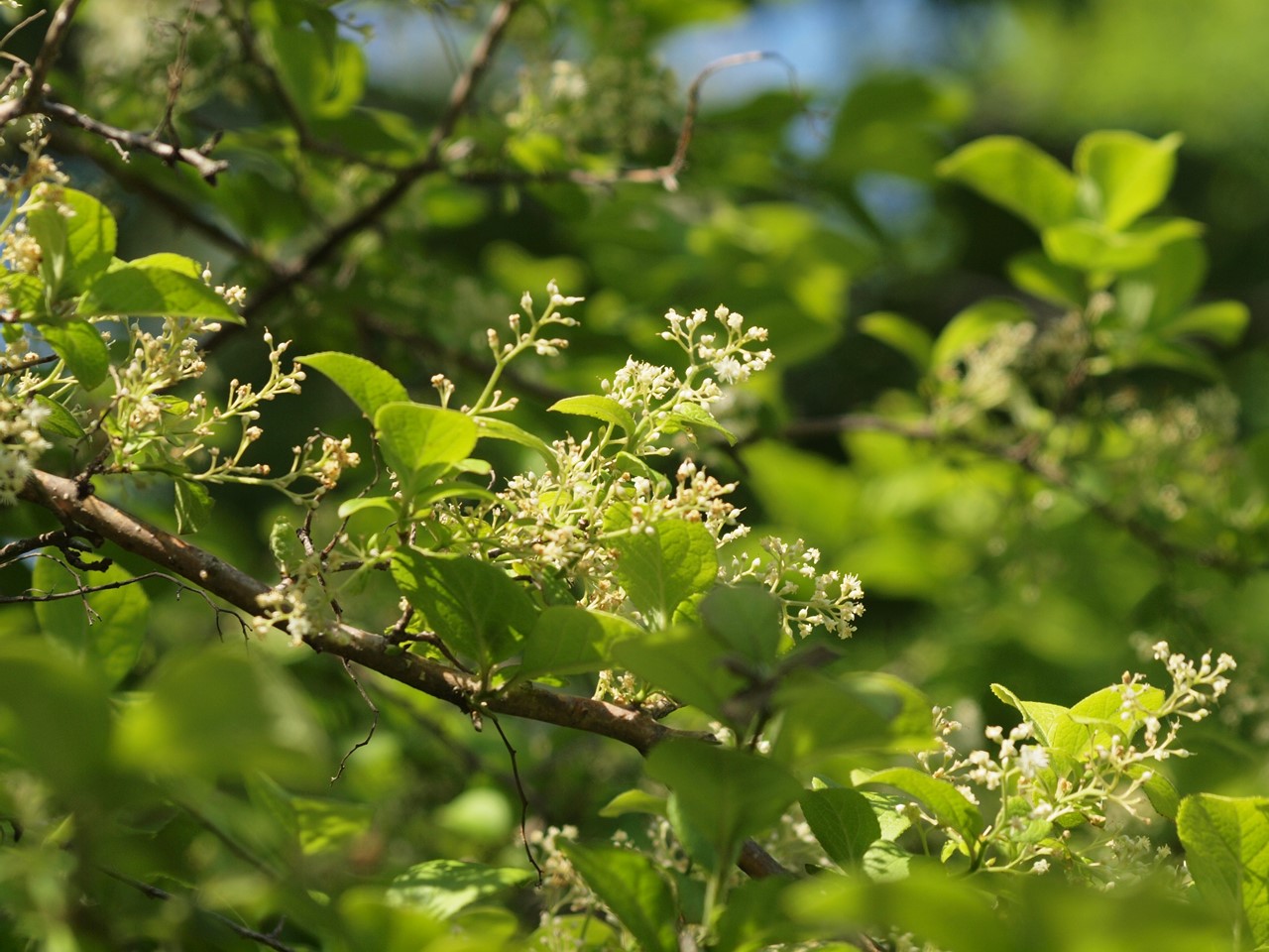 『豌豆(エンドウ)や西洋浅葱(セイヨウアサツキ)や油桐(アブラギリ)等の花達･････』_d0054276_20205520.jpg