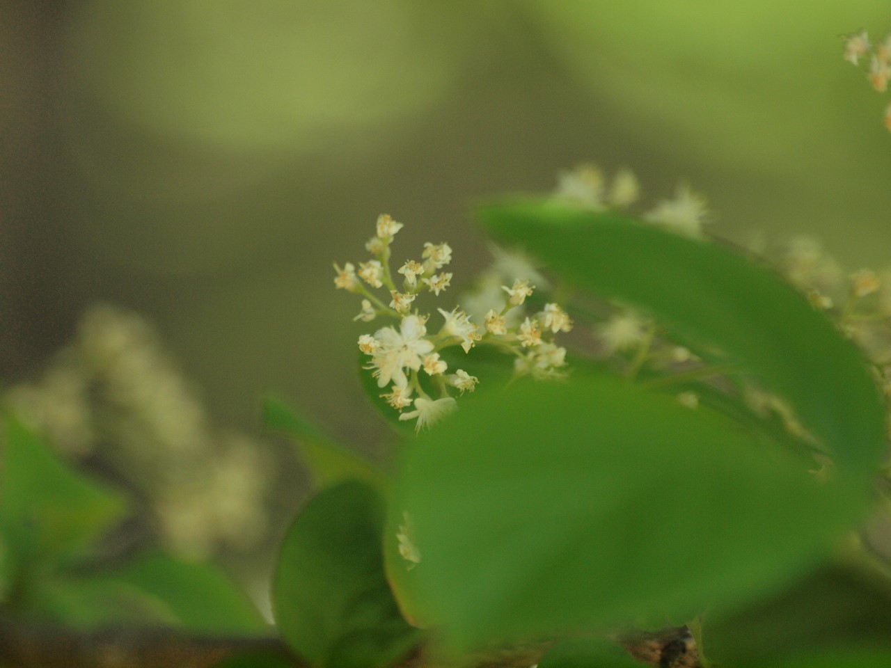 『豌豆(エンドウ)や西洋浅葱(セイヨウアサツキ)や油桐(アブラギリ)等の花達･････』_d0054276_20211790.jpg