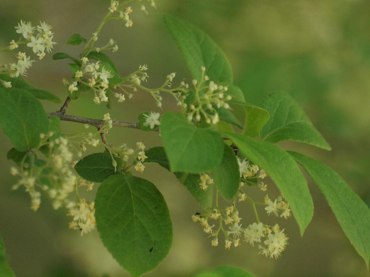 『豌豆(エンドウ)や西洋浅葱(セイヨウアサツキ)や油桐(アブラギリ)等の花達･････』_d0054276_20212675.jpg