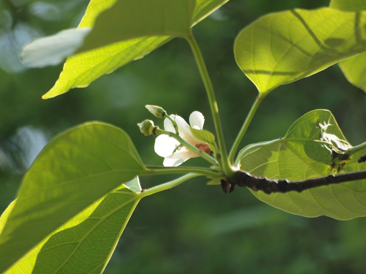 『豌豆(エンドウ)や西洋浅葱(セイヨウアサツキ)や油桐(アブラギリ)等の花達･････』_d0054276_20223512.jpg