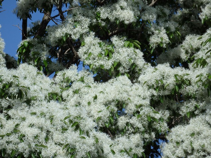 『豌豆(エンドウ)や西洋浅葱(セイヨウアサツキ)や油桐(アブラギリ)等の花達･････』_d0054276_20232682.jpg