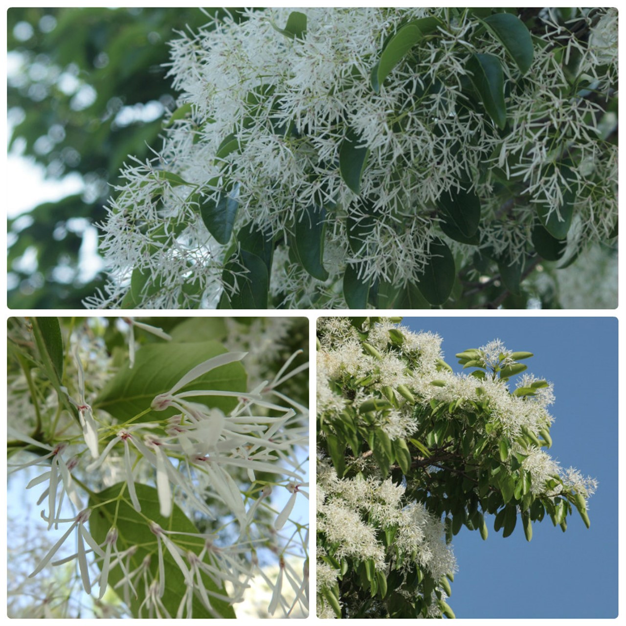 『豌豆(エンドウ)や西洋浅葱(セイヨウアサツキ)や油桐(アブラギリ)等の花達･････』_d0054276_20233751.jpg