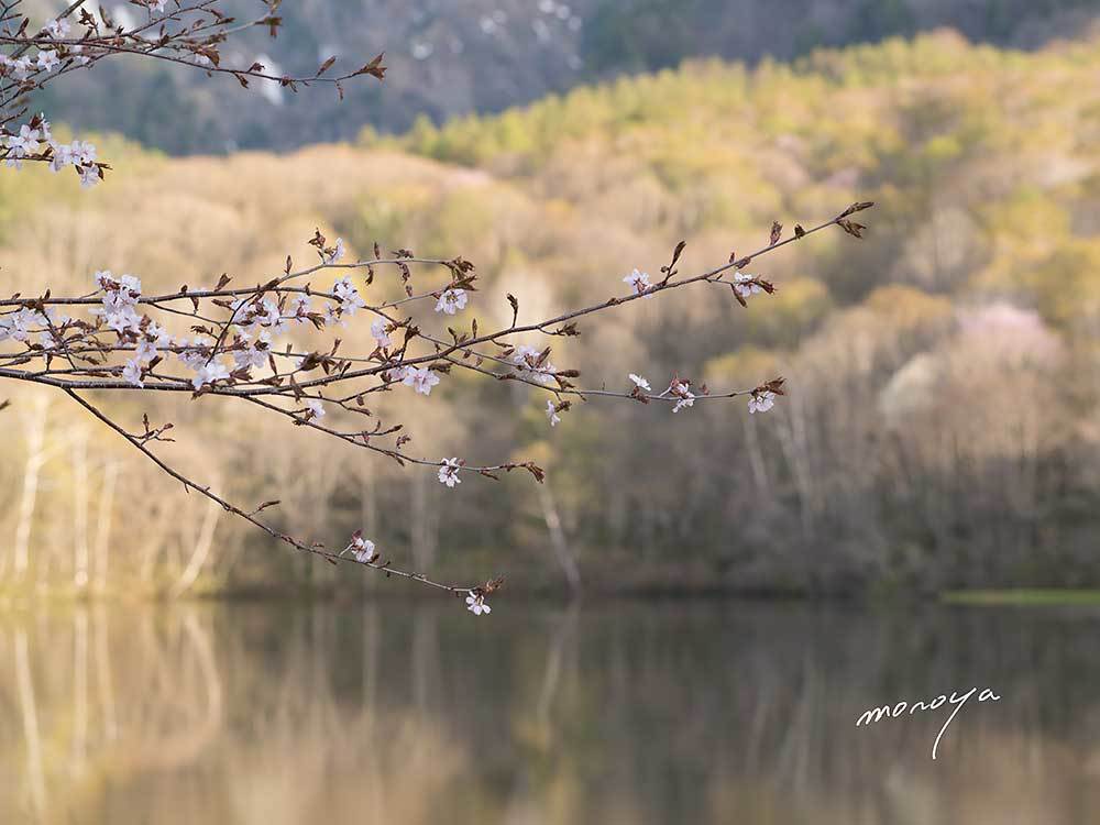 戸隠高原の桜_c0085877_06172688.jpg