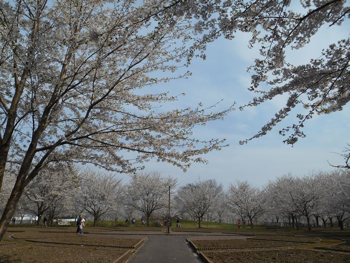 さくら日記＠鶴の舞橋2018.4.27_c0198781_12193742.jpg