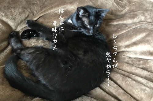 はちわれハッちゃん　ごっこ遊び②_a0216583_14075534.png