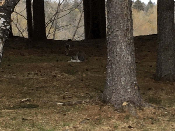 a0309389_21395536.gif