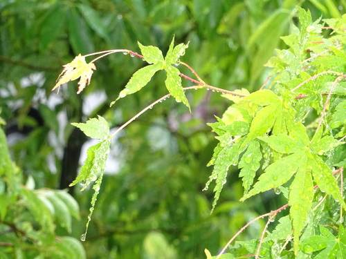 d0212491_103612100.jpg
