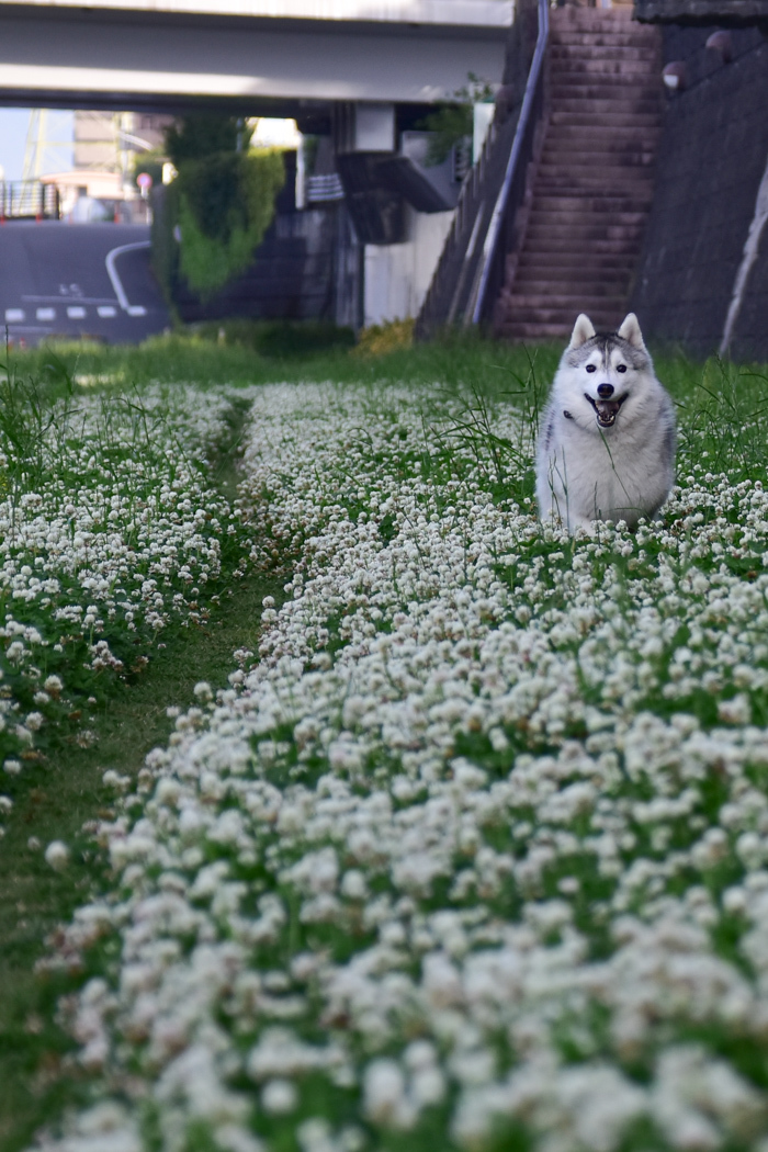 ドラマチックな朝♪　(*^_^*)_c0049299_21443104.jpg