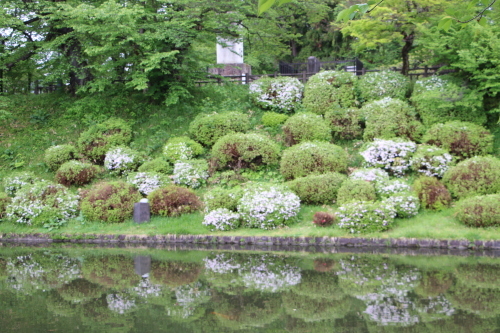 松が岬公園の躑躅　２０１８．５．８_c0075701_12594237.jpg