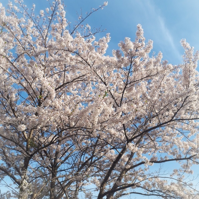 桜と梅_a0121702_10413290.jpeg