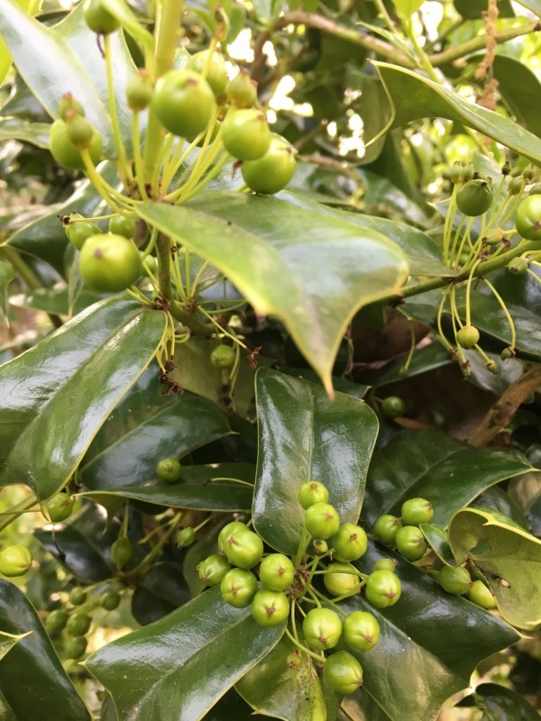 b0220002_20412509.jpeg