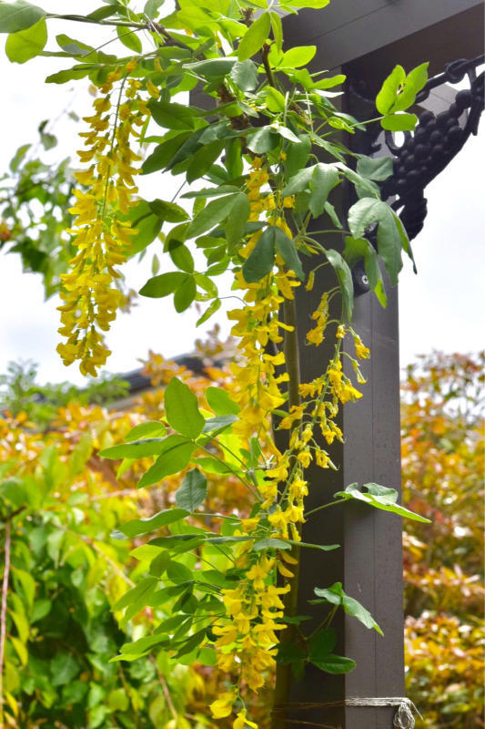 お花達も続々開花〜キングサリ、カーペットかすみ草、こでまりピンクアイス、可愛がって無い西洋シャクナゲ。。。_e0346002_09161417.jpg