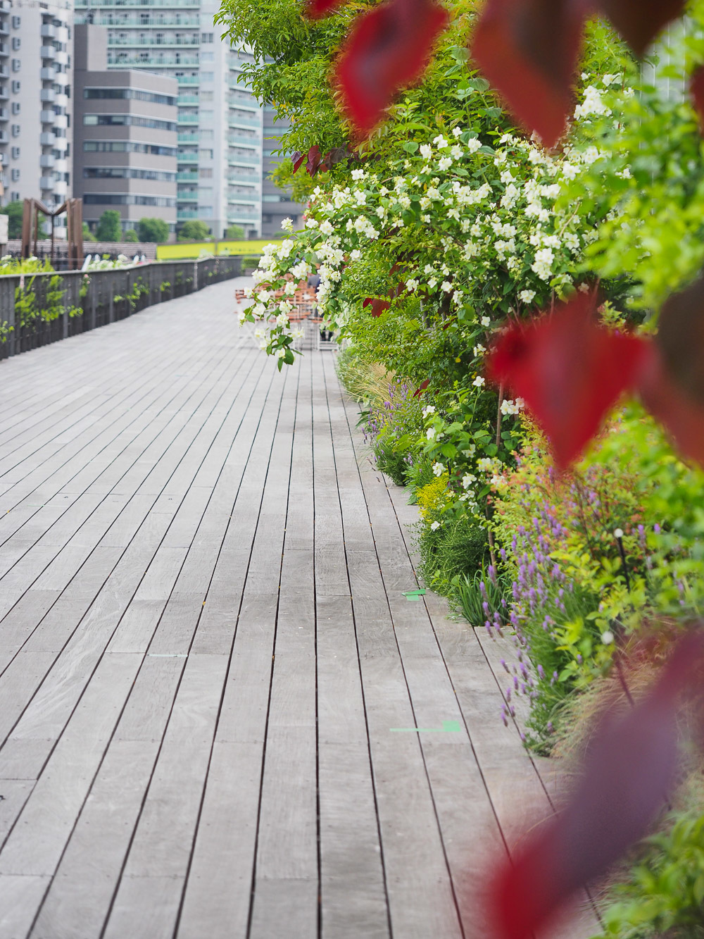 薔薇花盛りの天王洲の昼休み_b0225108_22273056.jpg