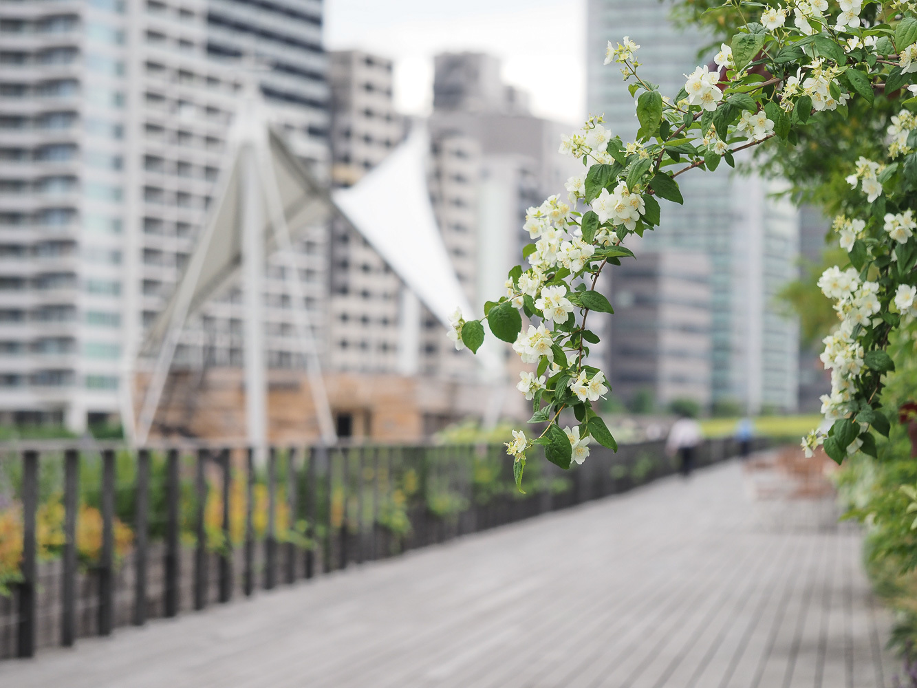 薔薇花盛りの天王洲の昼休み_b0225108_22273129.jpg