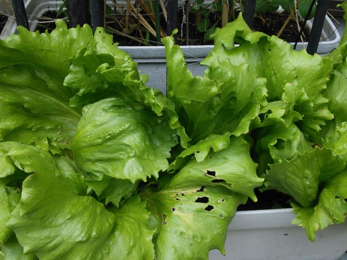 c0149408_18242158.jpg