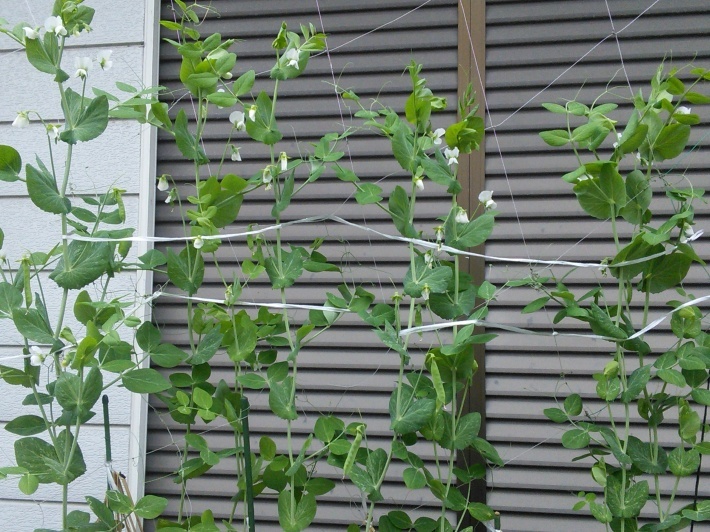 c0149408_18244169.jpg