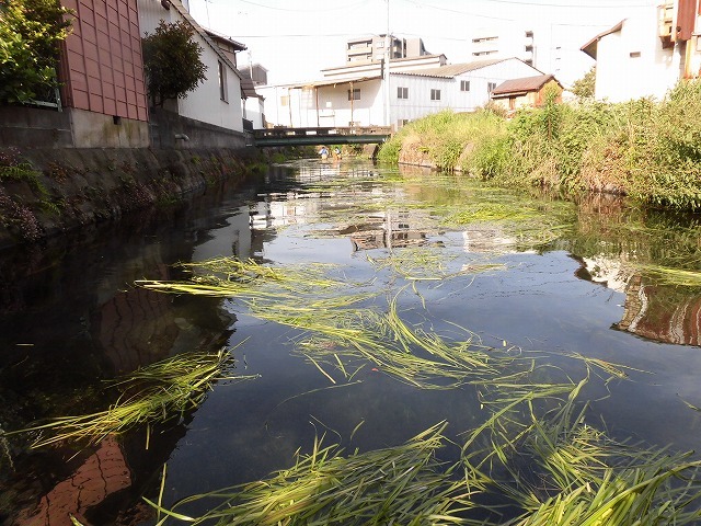 期待のオオバン君は少なくて残念！　　連休最終日の田宿川の川そうじ_f0141310_07103272.jpg