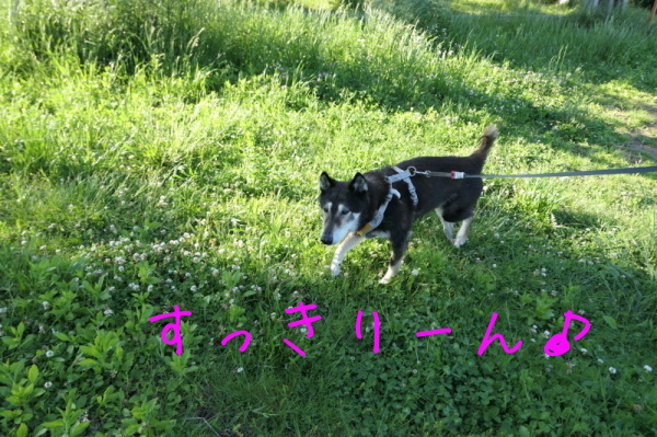 f0369014_19395045.jpg