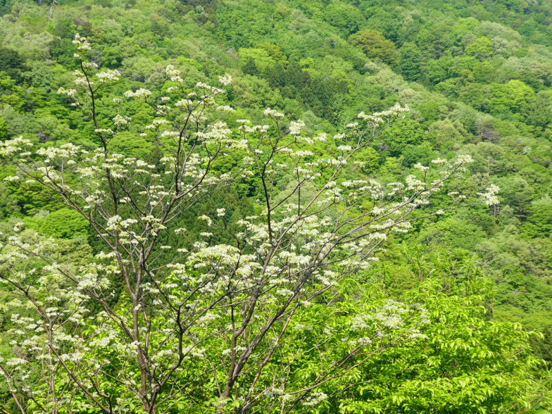 d0170615_15404414.jpg