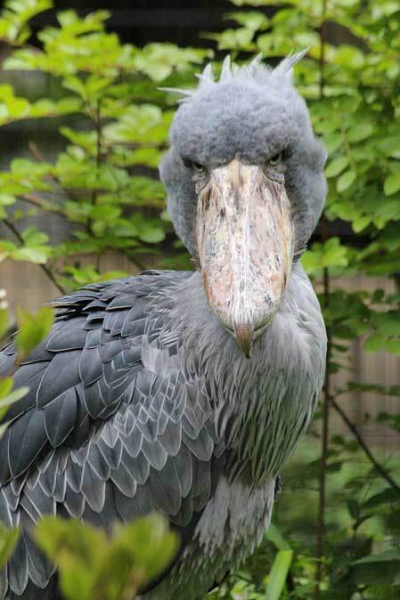 ハシビロコウ「しずか」＆「じっと」（千葉市動物公園）_b0355317_21370490.jpg