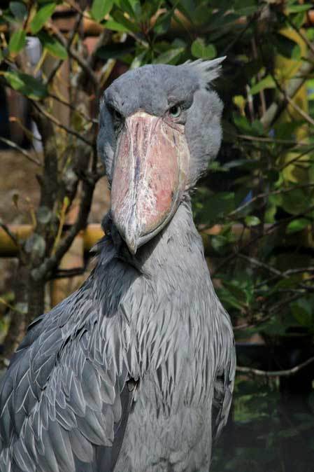 ハシビロコウ「しずか」＆「じっと」（千葉市動物公園）_b0355317_21391806.jpg