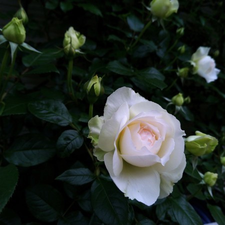 今年もバラが咲きました。_e0064818_03564191.jpg