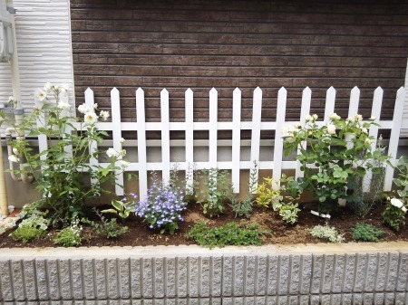 今年もバラが咲きました。_e0064818_05075373.jpg
