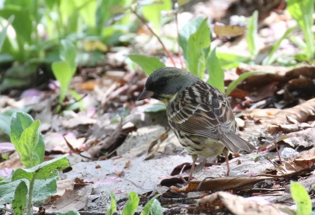 5 7春 若葉 小鳥 花 札幌発野鳥観察