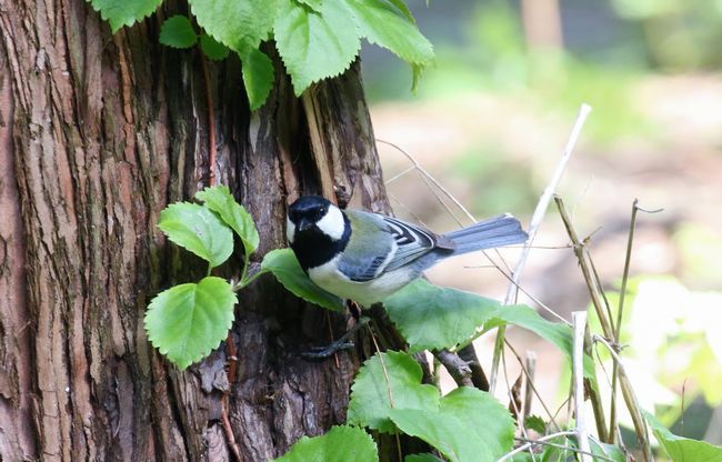 5 7春 若葉 小鳥 花 札幌発野鳥観察