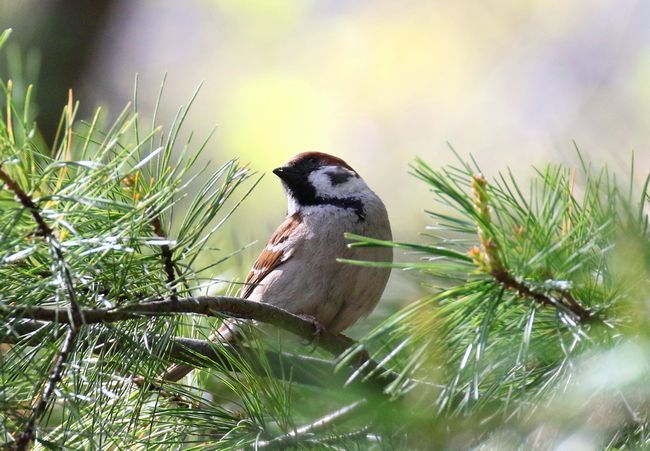 5 7春 若葉 小鳥 花 札幌発野鳥観察