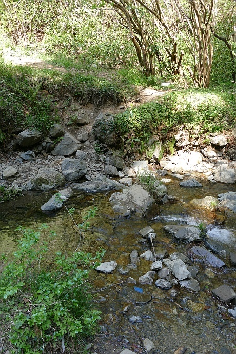 北東尾根から高尾山を目指す　その3_c0196928_09232927.jpg