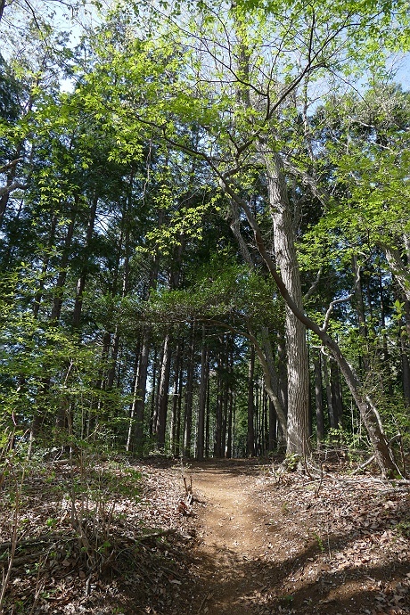 北東尾根から高尾山を目指す　その3_c0196928_09251109.jpg