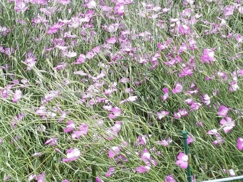 e0016828_10565720.jpg