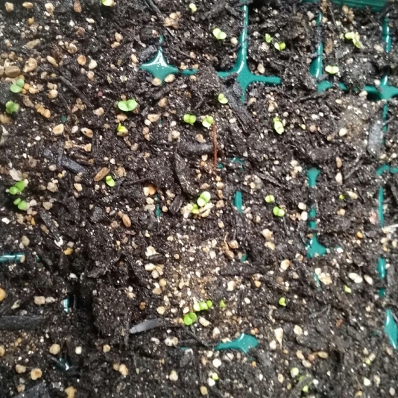 a0052930_10593532.jpg