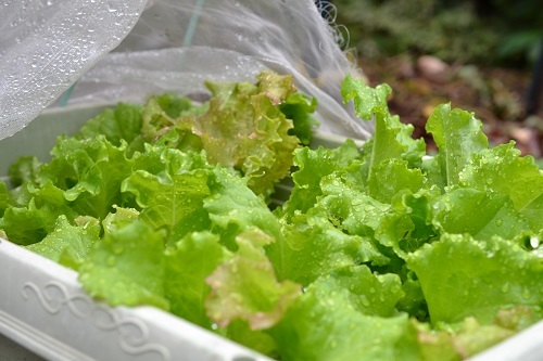 雨つゆに濡れる野菜と果樹_d0282139_10094211.jpg