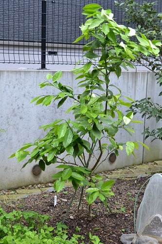 雨つゆに濡れる野菜と果樹_d0282139_10095650.jpg