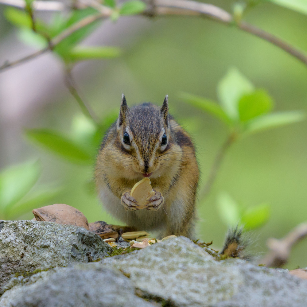 GWの思い出１～コガラ／ゴジュウカラ／シマリス_d0292540_19262991.jpg