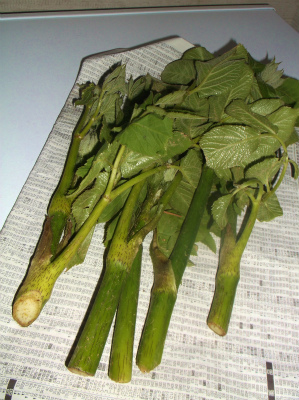 c0006745_04501111.jpg